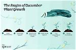 Were Do Cucumbers Grow?