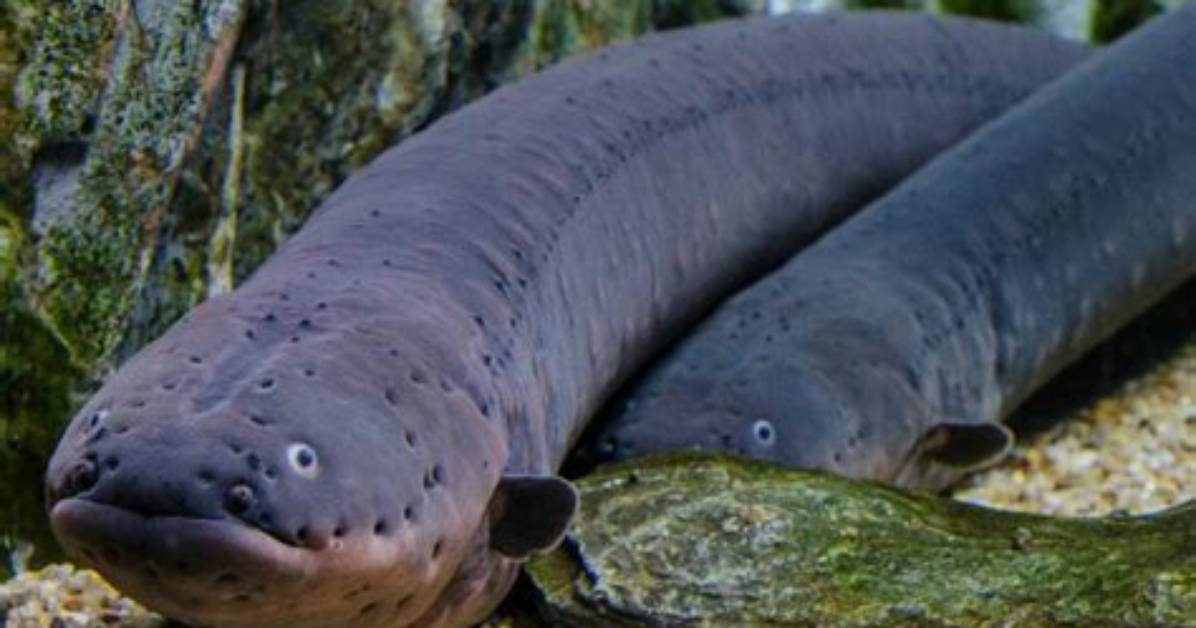 Were Do Electric Eels Live?