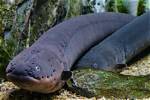 Were Do Electric Eels Live?