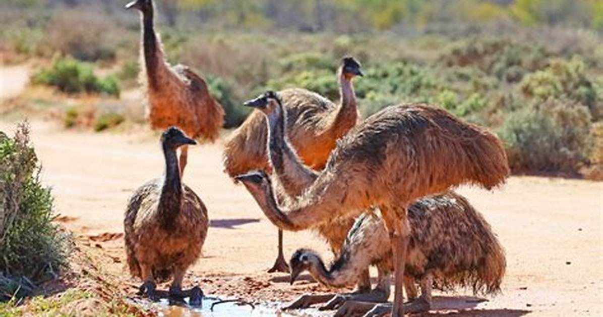 Were Do Emus Live?