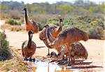 Were Do Emus Live?