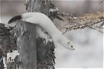 Were Do Ermine Live?