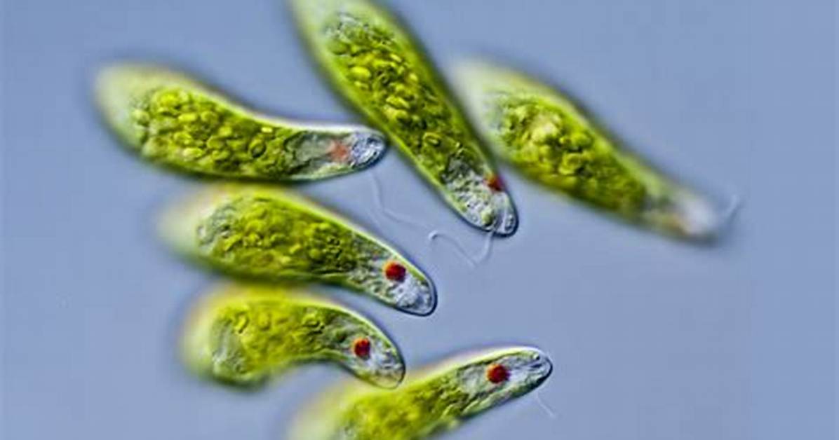 Were Do Euglena Live?