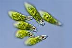 Were Do Euglena Live?