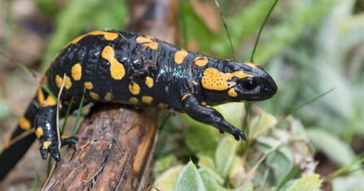 Were Do Fire Salamanders Live?
