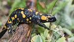 Were Do Fire Salamanders Live?