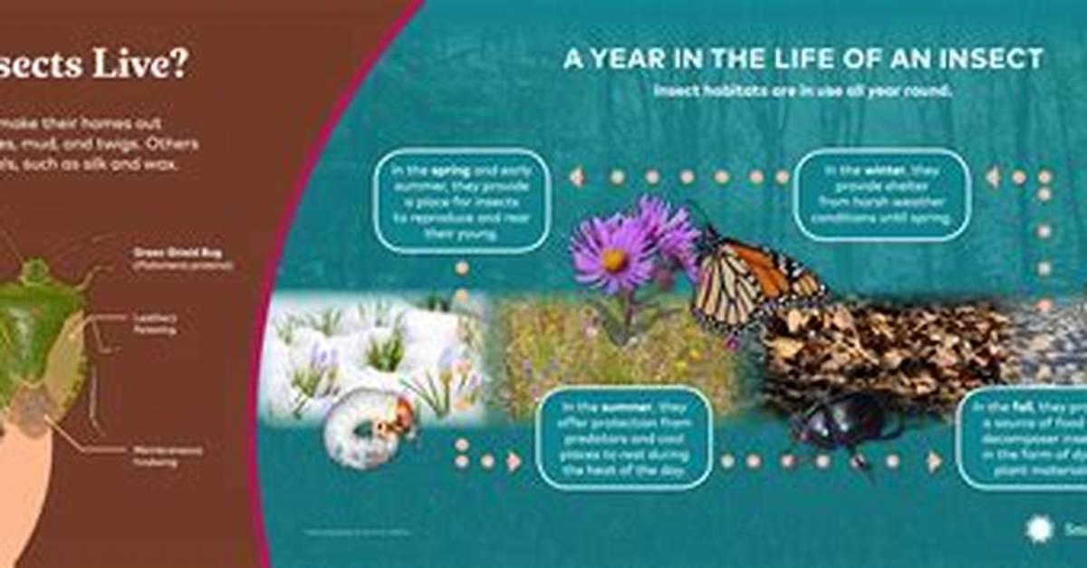 Were Do Insects Live?