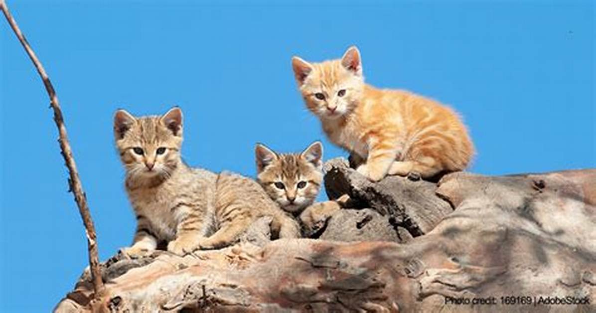 Were Do Kittens Live?