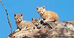 Were Do Kittens Live?