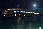 Were Do Lanternfish Live?