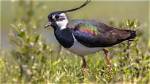 Were Do Lapwings Live?
