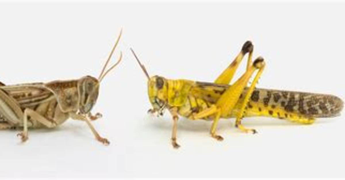 Were Do Locust Live?