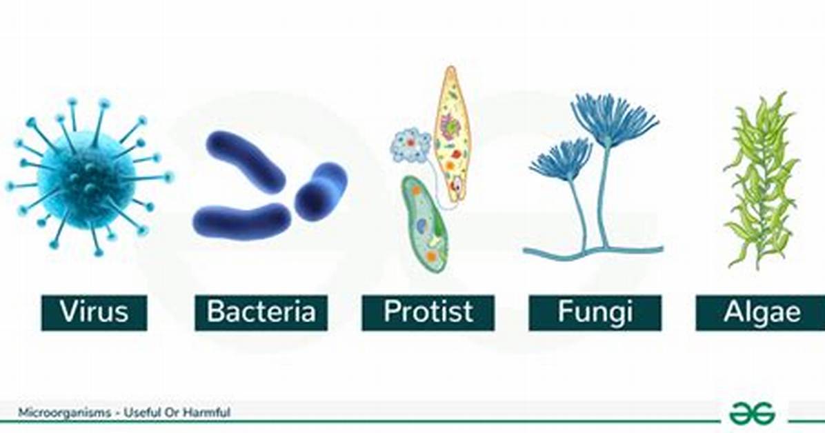 Were Do Microorganisms Live?