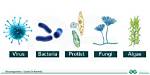 Were Do Microorganisms Live?