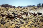 Were Do Mustangs Live?