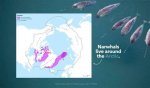 Were Do Narwhals Live?