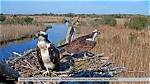 Were Do Ospreys Live?