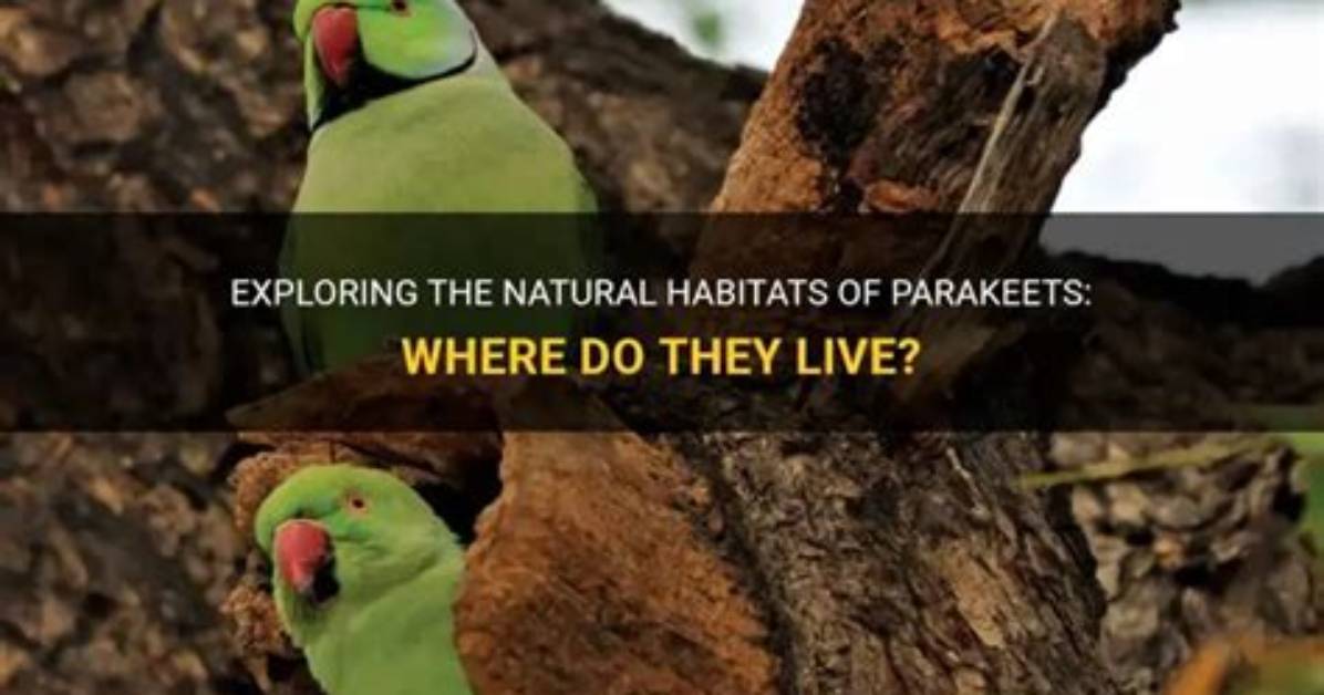 Were Do Parakeets Live?