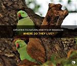 Were Do Parakeets Live?