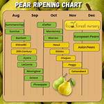 Were Do Pears Come from?
