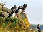 Were Do Puffins Live?