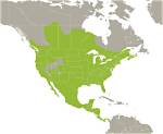 Were Do Racoons Live?