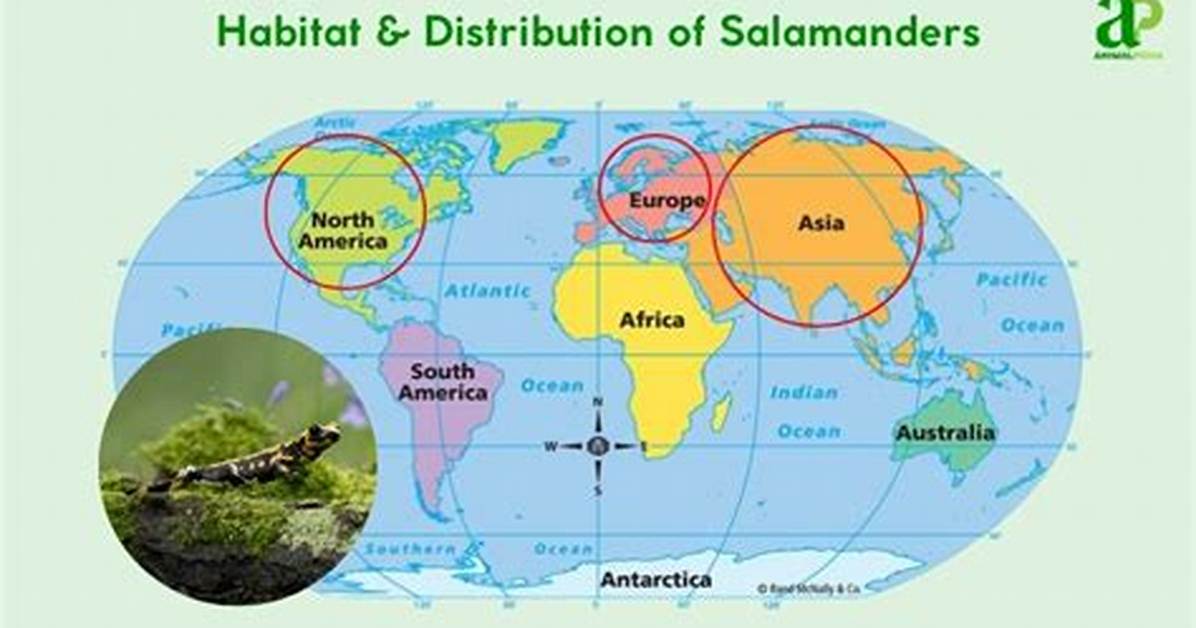 Were Do Salamanders Live?