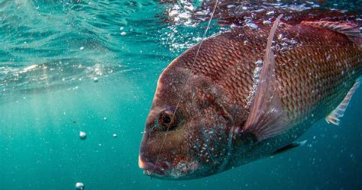 Were Do Snapper Live?