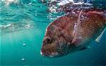 Were Do Snapper Live?