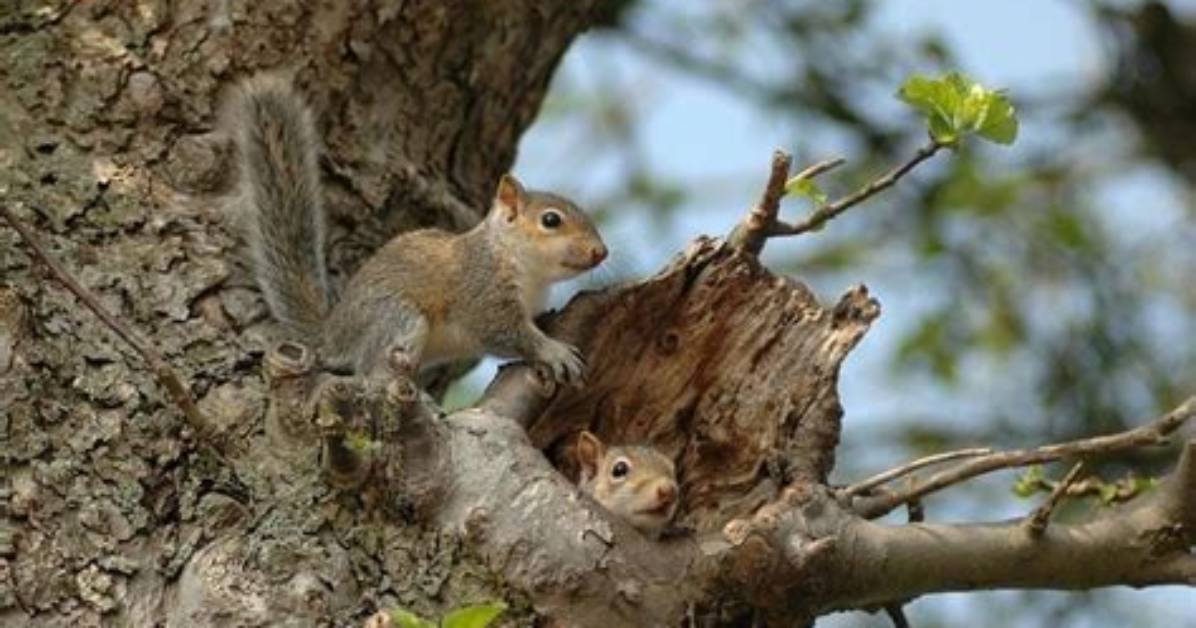 Were Do Squirrels Live?
