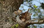 Were Do Squirrels Live?