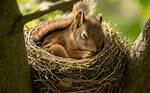 Were Do Squirrels Sleep?