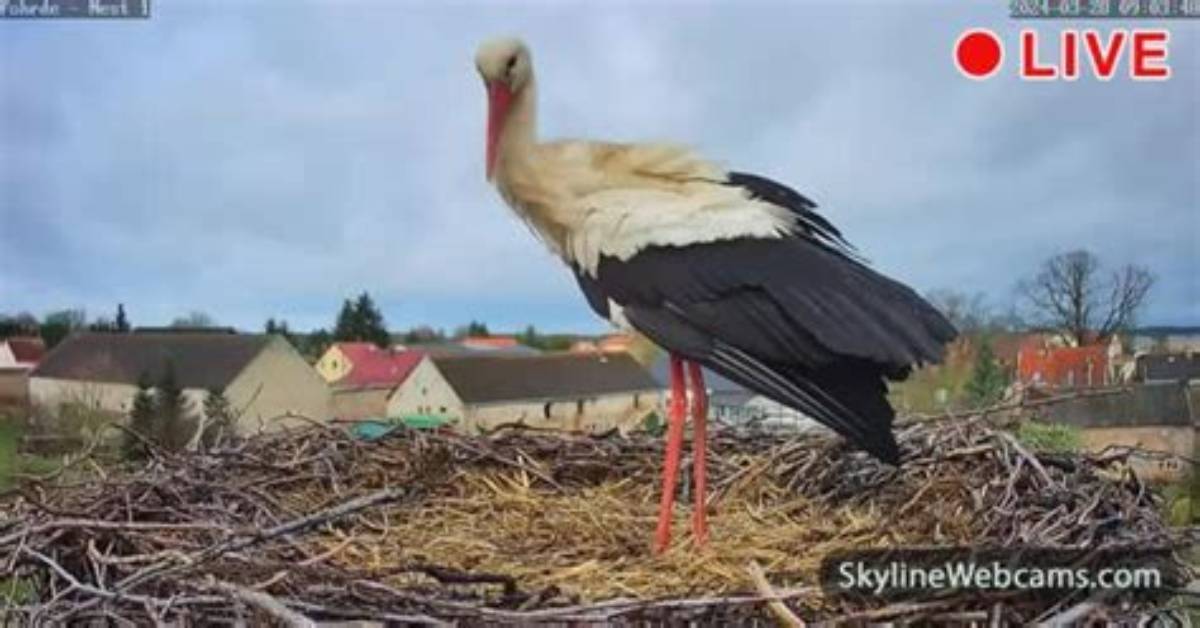 Were Do Storks Live?