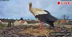 Were Do Storks Live?