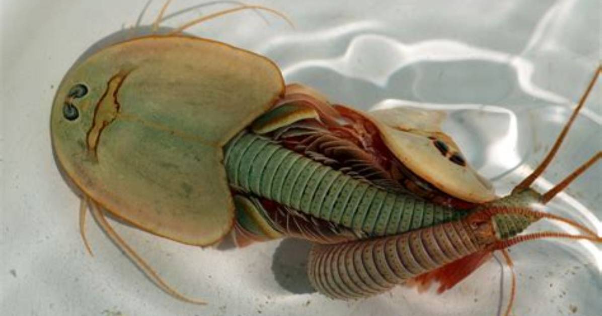 Were Do Triops Live?