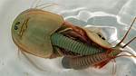 Were Do Triops Live?