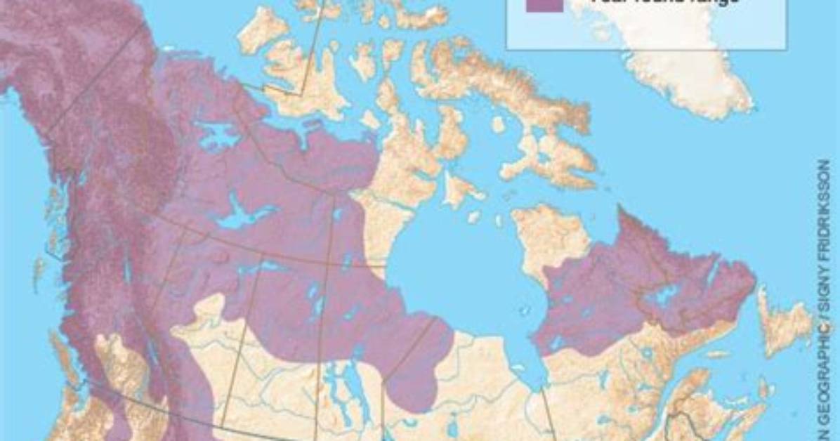 Were Do Wolverines Live?