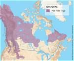 Were Do Wolverines Live?