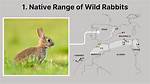 Were Does a Rabbit Live?
