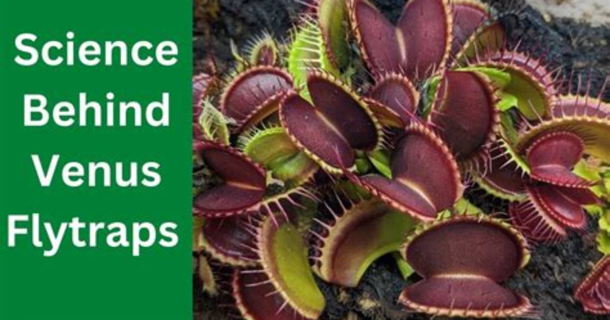 Were Does a Venus Flytrap Live?