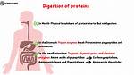 Were Does Digestion Begin?