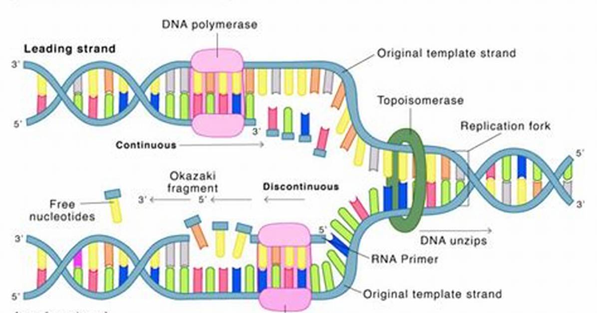 Were Does Dna Replication Occur?