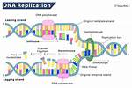 Were Does Dna Replication Occur?
