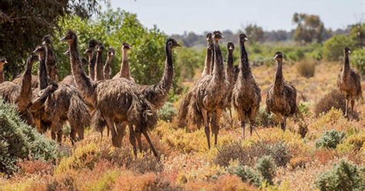 Were Does Emus Live?