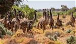 Were Does Emus Live?