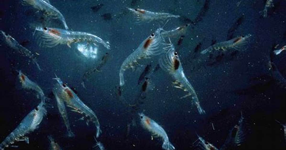 Were Does Krill Live?