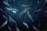 Were Does Krill Live?