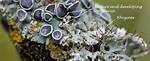 Were Does Lichen Grow?