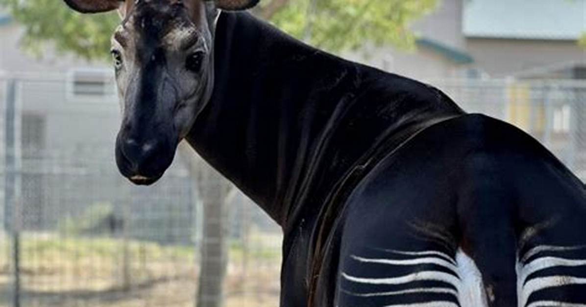 Were Does Okapi Live?