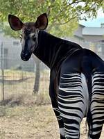 Were Does Okapi Live?